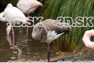 Body texture of gray flamingo 0035